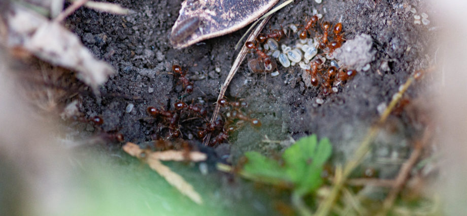 rote Ameisen im Beet