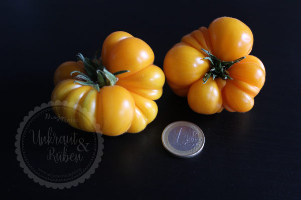 Tomate Old Yellow Candy Stripe
