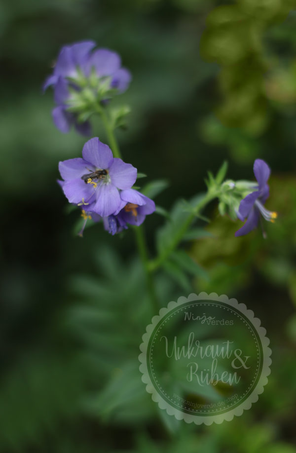 Blaue Himmelsleiter