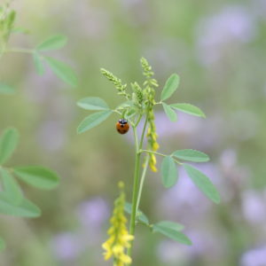 Wildblumen