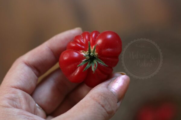 Tomate Trefle du Togo