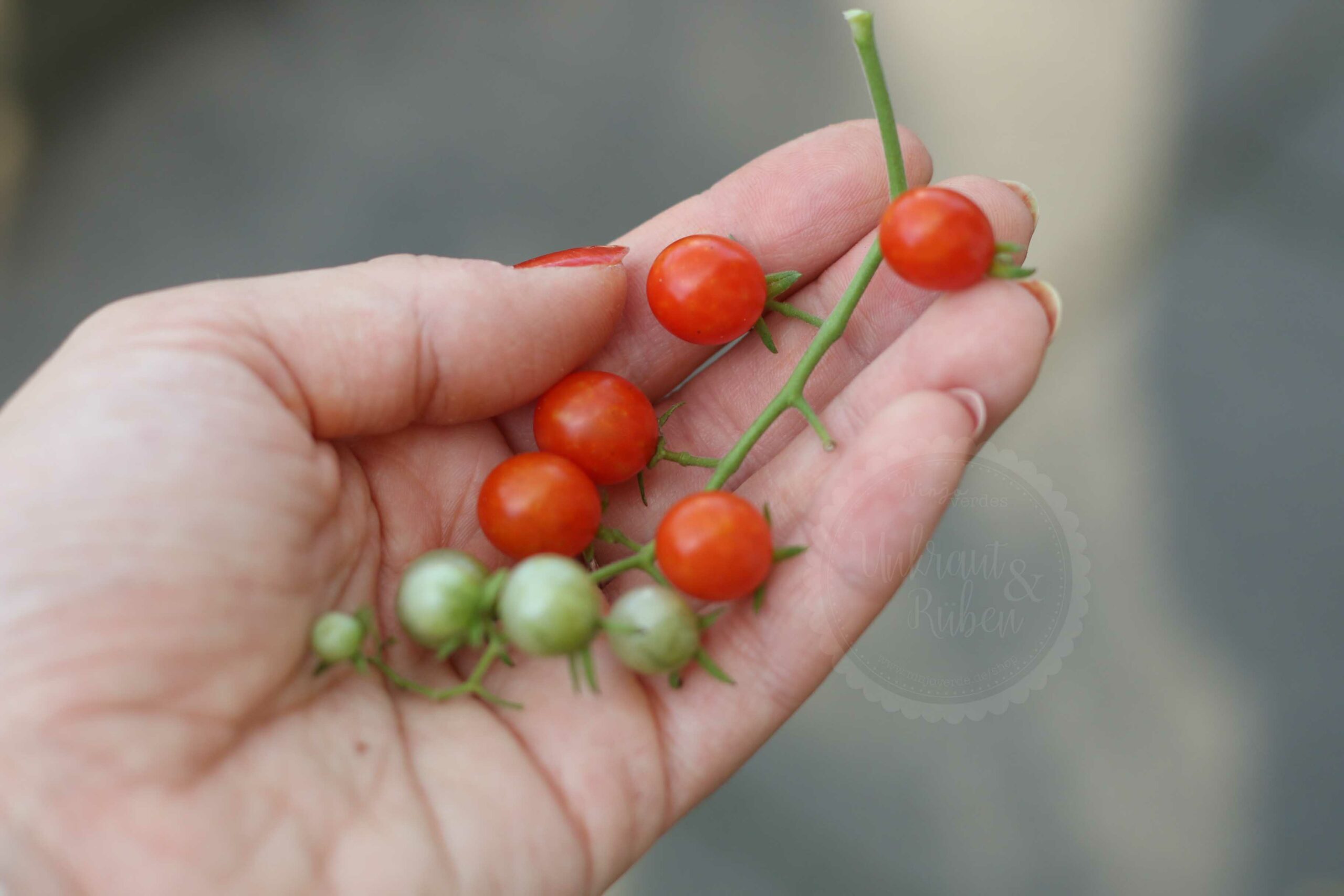 Johannisbeertomate rot Wildtomate Samen kaufen