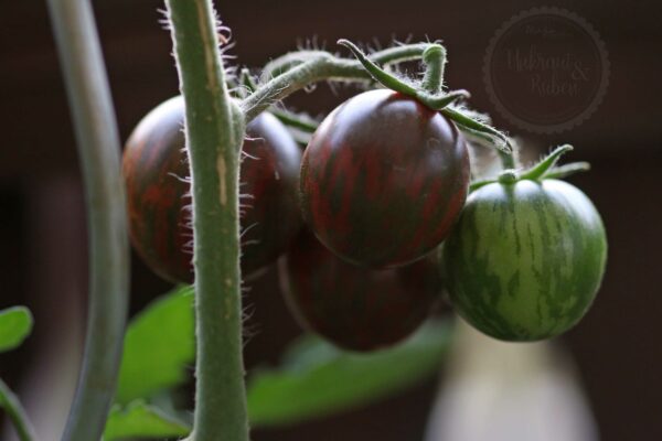 Purple Bumblebee Samen kaufen bio samenfeste Tomatensamen