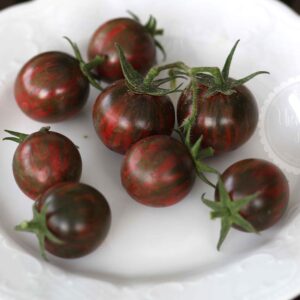 Purple Bumblebee Samen kaufen samenfest plastikfrei besondere Tomaten dunkle Cocktailtomate