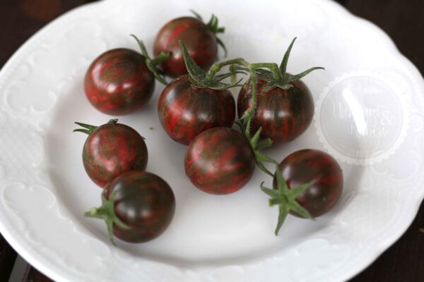 Purple Bumblebee Samen kaufen samenfest plastikfrei besondere Tomaten dunkle Cocktailtomate