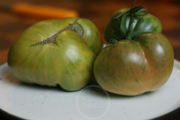 Emerald Evergreen Tomate Samen kaufen