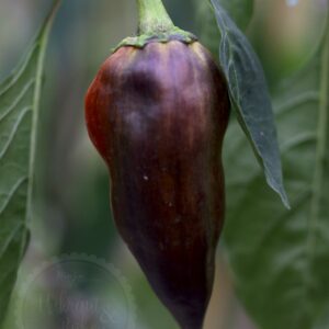 Paprika Samen kaufen Laylak