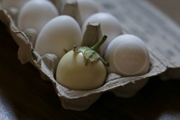 Aubergine White Egg