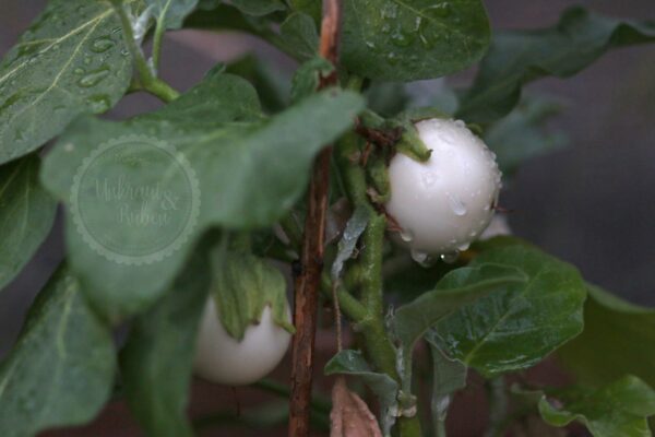 Aubergine White Egg