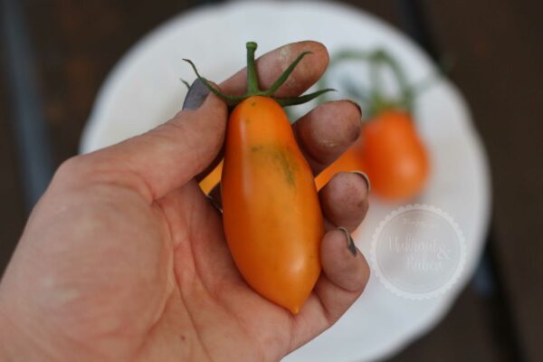 Tomate Midas Samen kaufen