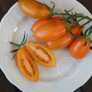 Tomate Midas Samen kaufen