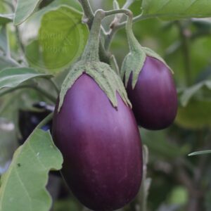 Jewel Jet Aubergine Samen kaufen