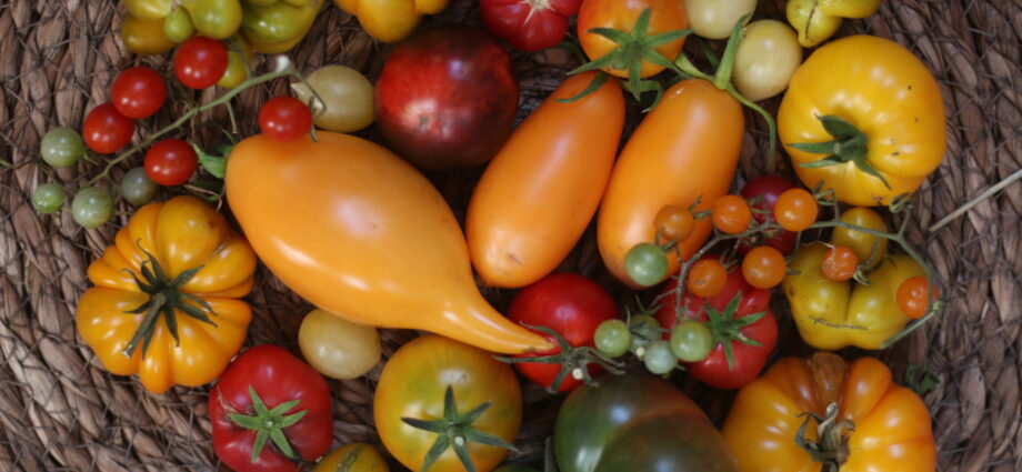 Tomatenvielfalt Tomatenarten und Tomatenformen Überblick