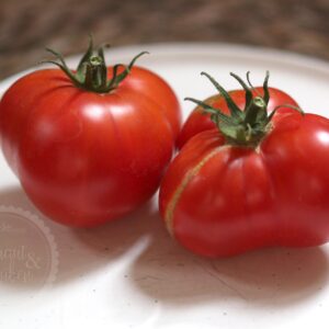 Tomate Eckert Polish Samen kaufen